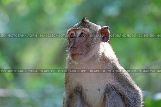 Макак-крабоед (лат. Macaca fascicularis) или яванский макак. Портрет дикой обезьяны в Таиланде (2019 год). Стоковое фото, фотограф Григорий Писоцкий / Фотобанк Лори