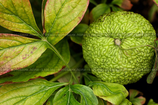 Маклюра -"Адамово яблоко"(Maclura aurantiaca) Стоковое фото, фотограф Роман Рожков / Фотобанк Лори