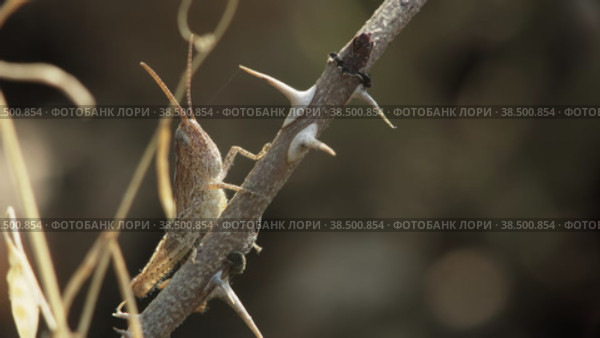 Макросъемка личинки саранчи (Acrididae), сидящей на колючей ветке шиповника. Стоковое видео, видеограф Mixail59 / Фотобанк Лори