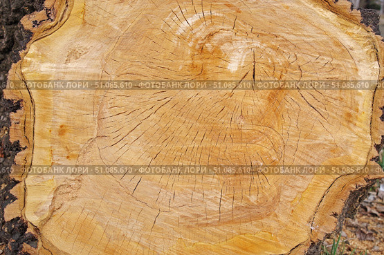 Макросъёмка спила большого дерева как фон. Macro view of a closeup of a large stump. Стоковое фото, фотограф Татьяна Д / Фотобанк Лори