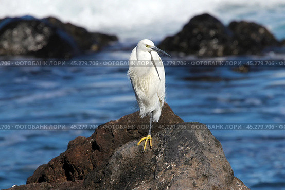 Малая белая цапля (Egretta garzetta) (2022 год). Стоковое фото, фотограф Александр Тарасенков / Фотобанк Лори