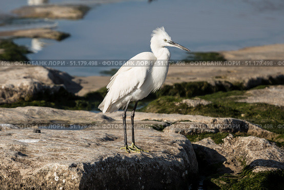 Малая белая цапля (Egretta garzetta) стоит на берегу реки. Стоковое фото, фотограф Наталья Волкова / Фотобанк Лори