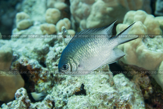 Мальдивская рыба Ласточка (Amblyglyphidodon indicus) плавает на фоне коралловых рифов. Красное море, Египет. Стоковое фото, фотограф Некрасов Андрей / Фотобанк Лори