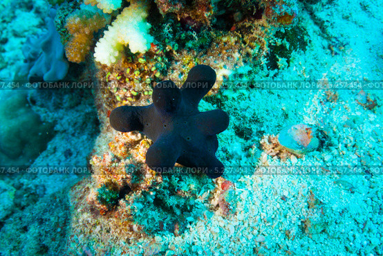 Мальдивская улитка-губка (Coriocella hibyae, Maldives sponge snail, velvet snail) крупным планом. Стоковое фото, фотограф Сергей Дубров / Фотобанк Лори