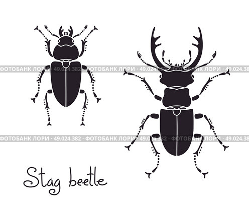 Male and female stag beetle, Lucanus cervus, Stag-beetle. Стоковая иллюстрация, агентство Ingram Publishing / Фотобанк Лори