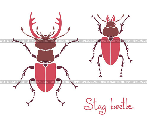 Male and female stag beetle, Lucanus cervus, Stag-beetle. Стоковая иллюстрация, агентство Ingram Publishing / Фотобанк Лори