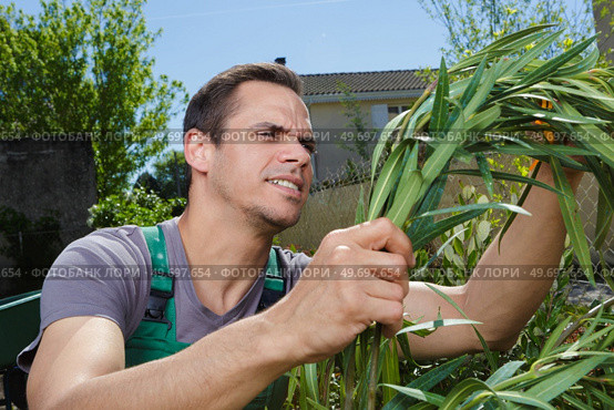male gardener working in residential garden. Стоковое фото, агентство Ingram Publishing / Фотобанк Лори