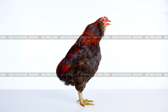 Male Rooster Araucana Easter egger breed in white background. Стоковое фото, агентство Ingram Publishing / Фотобанк Лори