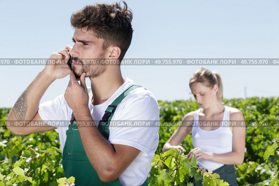 male worker in the grapevines making a phone call. Стоковое фото, агентство Ingram Publishing / Фотобанк Лори