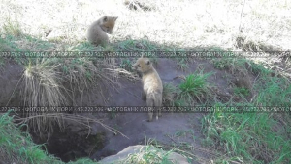Маленькие лисята ( Vulpes vulpes ) около своей норы. Стоковое видео, видеограф Александр Мамонтов / Фотобанк Лори