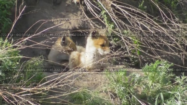Маленькие лисята ( Vulpes vulpes ) около своей норы. Стоковое видео, видеограф Александр Мамонтов / Фотобанк Лори