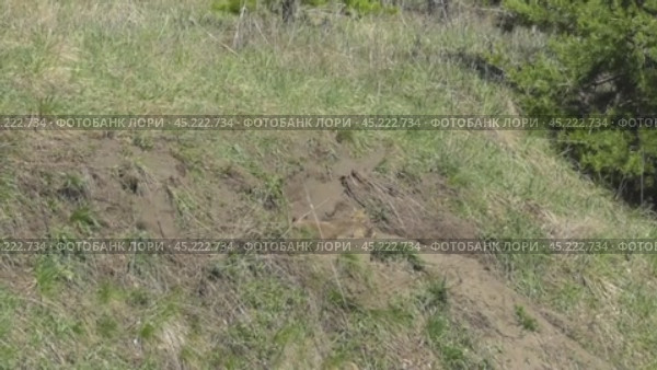 Маленькие лисята ( Vulpes vulpes ) около своей норы. Стоковое видео, видеограф Александр Мамонтов / Фотобанк Лори
