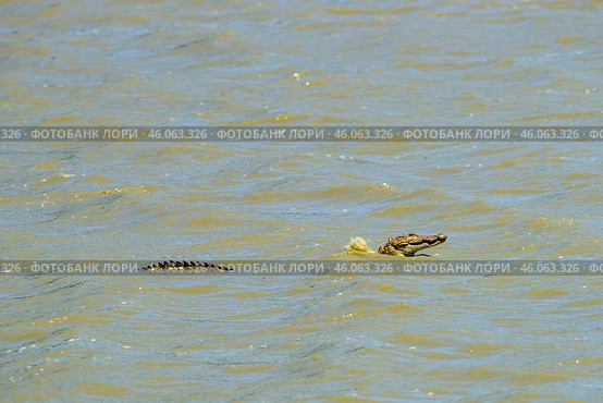Маленький молодой болотный крокодил (Crocodylus paluster) плывёт в грязной воде (2016 год). Стоковое фото, фотограф Анна Ефимова / Фотобанк Лори