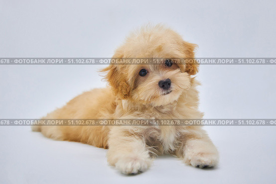 Maltese lapdog and poodle puppy. A new breed of miniature dogs. Стоковое фото, фотограф Наталия Кирсанова / Фотобанк Лори