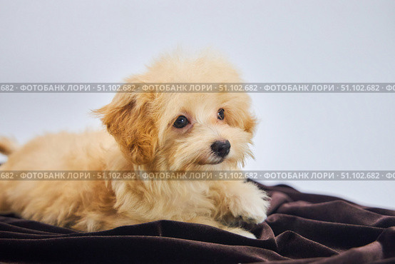 Maltese lapdog and poodle puppy. A new breed of miniature dogs. Dog breeding and cynology. Стоковое фото, фотограф Наталия Кирсанова / Фотобанк Лори