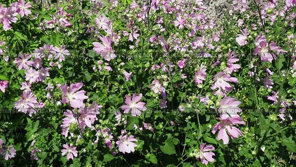 Malva thuringiaca, Lavatera thuringiaca, garden tree-mallow, is species of flowering plant in the mallow family Malvaceae. Herbaceous perennial plant. The flowers are pink with five petals. Flowerbed. Стоковое фото, фотограф Юлия Петровская / Фотобанк Лори