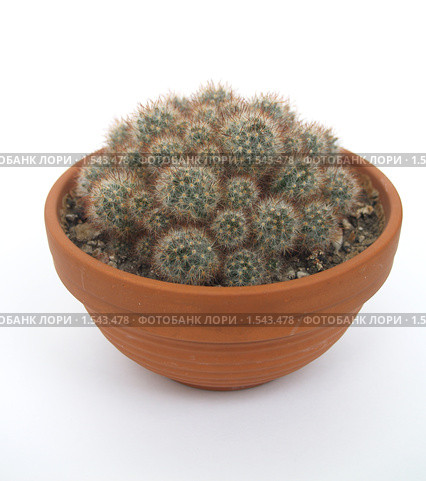 Маммиллярия израстающая (Mammillaria prolifera) на белом фоне. Стоковое фото, фотограф Ирина Борсученко / Фотобанк Лори