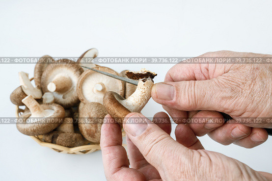 man cuts off the legs of a shiitake. organic mushrooms in a basket and on a white background with an antique cutting knife. lentinula edible, Japanese forest mushroom. Стоковое фото, фотограф Оксана Медведева / Фотобанк Лори