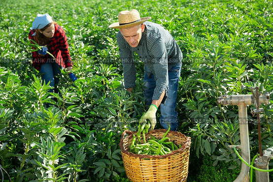 Man farmer gathers ripe beans in garden. Стоковое фото, фотограф Яков Филимонов / Фотобанк Лори