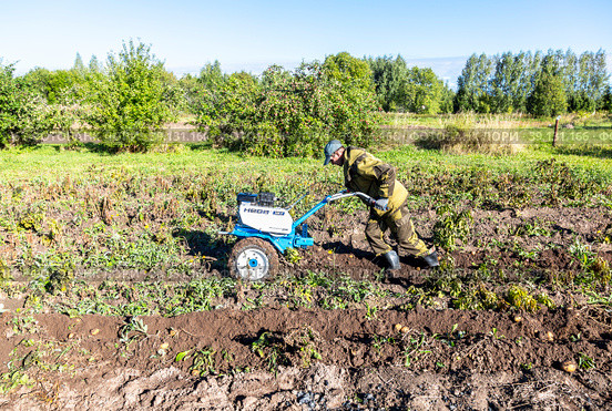 Man farmer working in field on harvesting potatoes with walk-behind tractor (2022 год). Редакционное фото, фотограф FotograFF / Фотобанк Лори