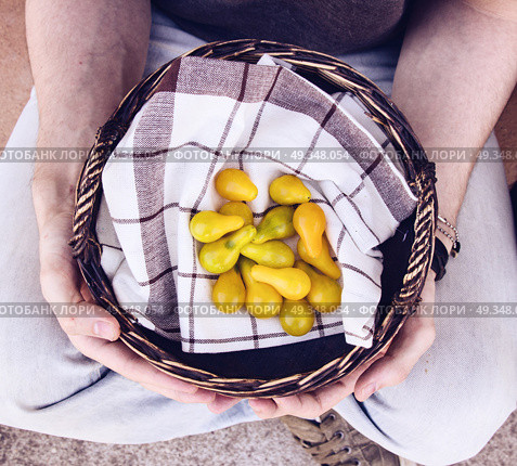 Man holding a basket of tomatoes. Стоковое фото, агентство Ingram Publishing / Фотобанк Лори