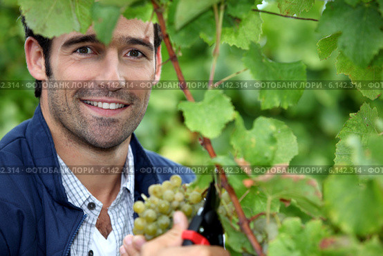Man picking grapes. Стоковое фото, фотограф Phovoir Images / Фотобанк Лори