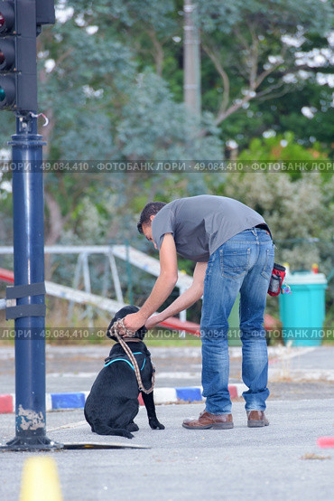 Man training dog. Стоковое фото, агентство Ingram Publishing / Фотобанк Лори