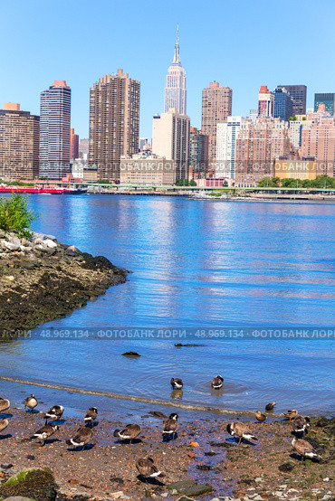 Manhattan New York sunny skyline East River ducks NYC USA. Стоковое фото, агентство Ingram Publishing / Фотобанк Лори
