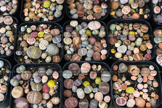 Many potted Lithops succulents (pebble plants or living stones) pebble plants or living stonesat a flower market. Стоковое фото, фотограф Татьяна Терехина / Фотобанк Лори