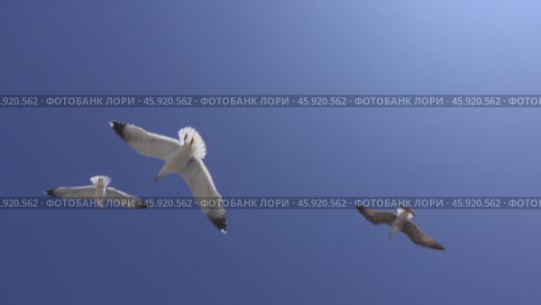Many seagulls fly against blue sky. Стоковое видео, видеограф Михаил Коханчиков / Фотобанк Лори