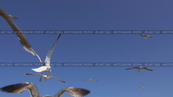 Many seagulls fly against blue sky at sunny day. Стоковое видео, видеограф Михаил Коханчиков / Фотобанк Лори