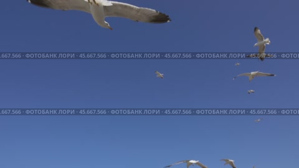 Many seagulls fly against blue sky at sunny day. Стоковое видео, видеограф Михаил Коханчиков / Фотобанк Лори