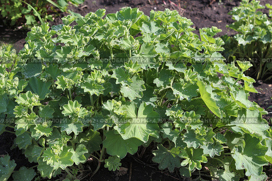 Манжетка ( Alchemílla) — род многолетних травянистых растений семейства Розовые (Rosaceae) Стоковое фото, фотограф Евгений Мухортов / Фотобанк Лори
