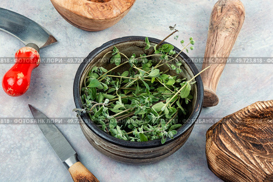 Marjoram, a hot spice, a spice with a sweet smell and a medicinal plant. Bunch of fresh green herb marjoram. Стоковое фото, агентство Ingram Publishing / Фотобанк Лори
