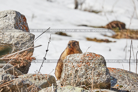 Marmot among rocks. Стоковое фото, фотограф Екатерина Якименко / Фотобанк Лори