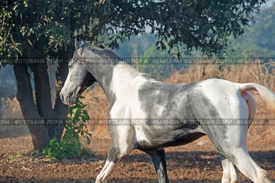 marwari grey piebald colt  running at freedom at morning.  India. Стоковое фото, агентство Ingram Publishing / Фотобанк Лори