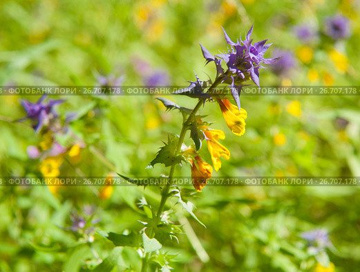 Марьянник дубравный, или Иван-да-марья (лат. Melampyrum nemorosum) на поляне. Стоковое фото, фотограф E. O. / Фотобанк Лори