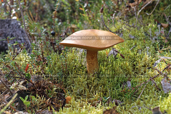 Маслёнок кедровый плачущий (Suillus plorans). Гриб среди мха, Ямало-Ненецкий автономный округ. Стоковое фото, фотограф Григорий Писоцкий / Фотобанк Лори