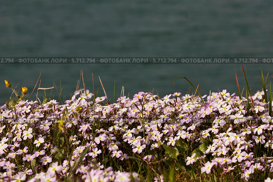 Маттиола выемчатая (Matthiola sinuata) на фоне моря. Стоковое фото, фотограф Татьяна Ляпи / Фотобанк Лори