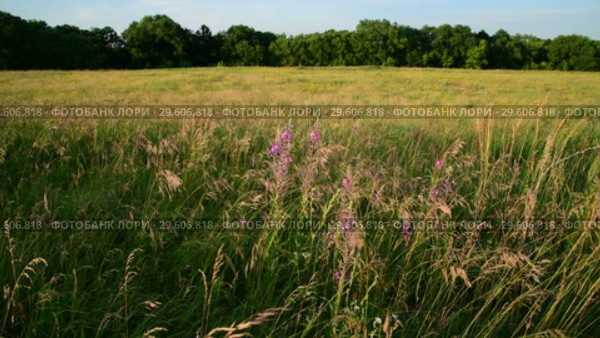 Mature oats in sunset light. Nature of Russia. Стоковое видео, видеограф Володина Ольга / Фотобанк Лори