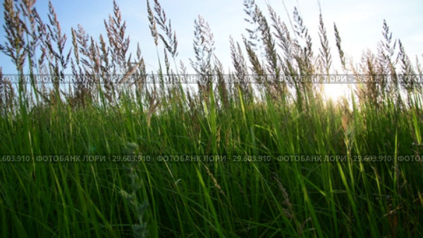 meadow grass against sky and sun by day in Russia. Fragment. Стоковое видео, видеограф Володина Ольга / Фотобанк Лори