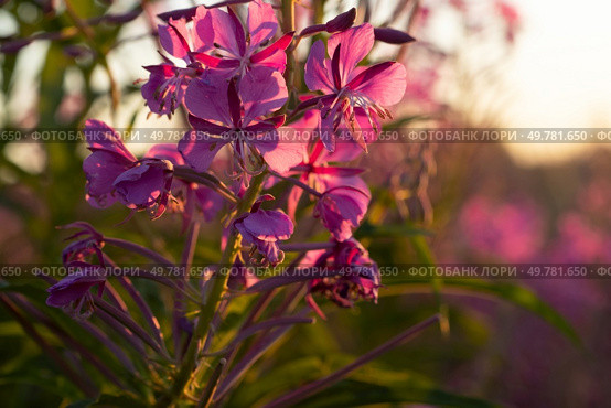 medicinal and edible herb, blooming Sally herb blossoming on field at sunny day. macro. Стоковое фото, агентство Ingram Publishing / Фотобанк Лори