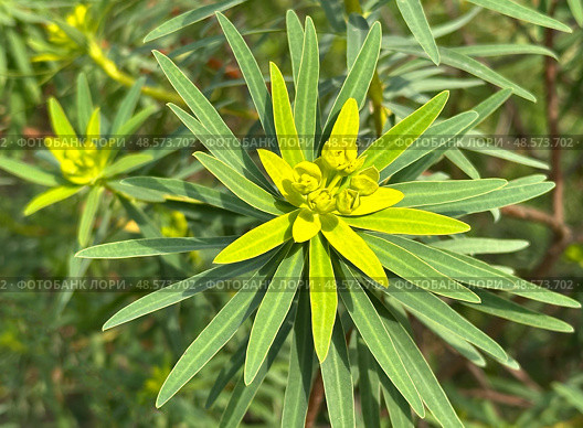Mediterranean spurge or Albanian spurge (lat.- Euphorbia characias) Стоковое фото, фотограф Irina Opachevsky / Фотобанк Лори