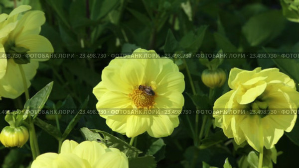 Медоносная пчела (European honey bee, Apis mellifera) на желтом цветке георгина. Стоковое видео, видеограф Сергей Дубров / Фотобанк Лори