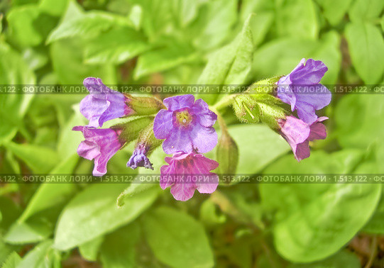 Медуница неясная цветет (Pulmonaria  obskura) Стоковое фото, фотограф Алёшина Оксана / Фотобанк Лори