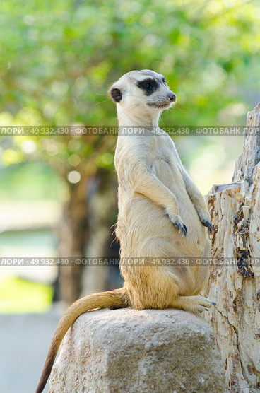 Meerkat, Meercat (Surikate) standing upright as Sentry - Suricata suricatta. Стоковое фото, агентство Ingram Publishing / Фотобанк Лори