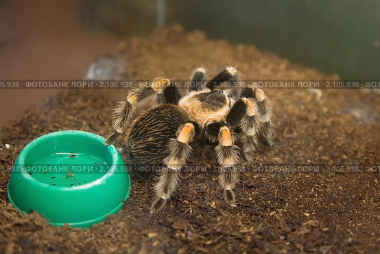 Мексиканский красноколенный паук-птицеед. Brachypelma smithi. Стоковое фото, фотограф Наталья Волкова / Фотобанк Лори