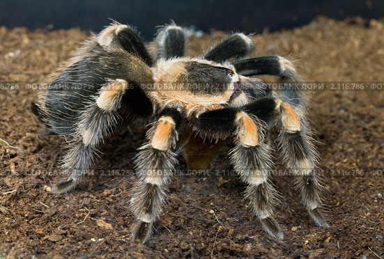 Мексиканский красноколенный паук-птицеед (Brachypelma smithi) Стоковое фото, фотограф Наталья Волкова / Фотобанк Лори