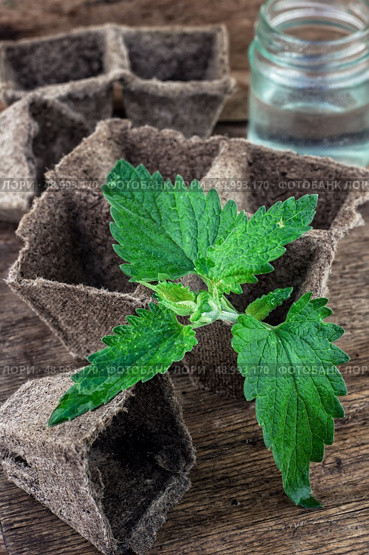 Melissa officinalis herb on wooden table top. Стоковое фото, агентство Ingram Publishing / Фотобанк Лори
