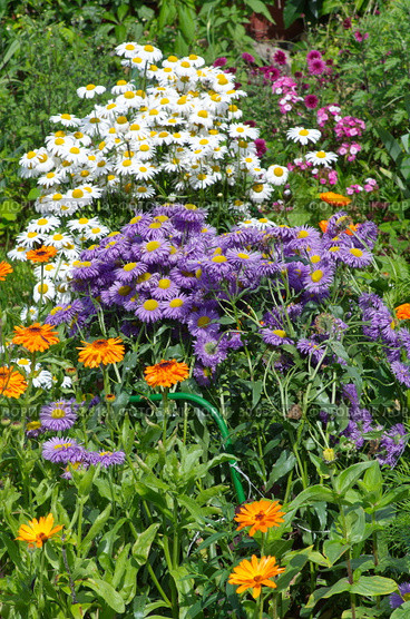 Мелколепестник (лат. Erigeron) и ромашки, или нивяник обыкновенный (лат. Leucanthemum vulgare), на клумбе в летнем саду. Стоковое фото, фотограф Елена Коромыслова / Фотобанк Лори